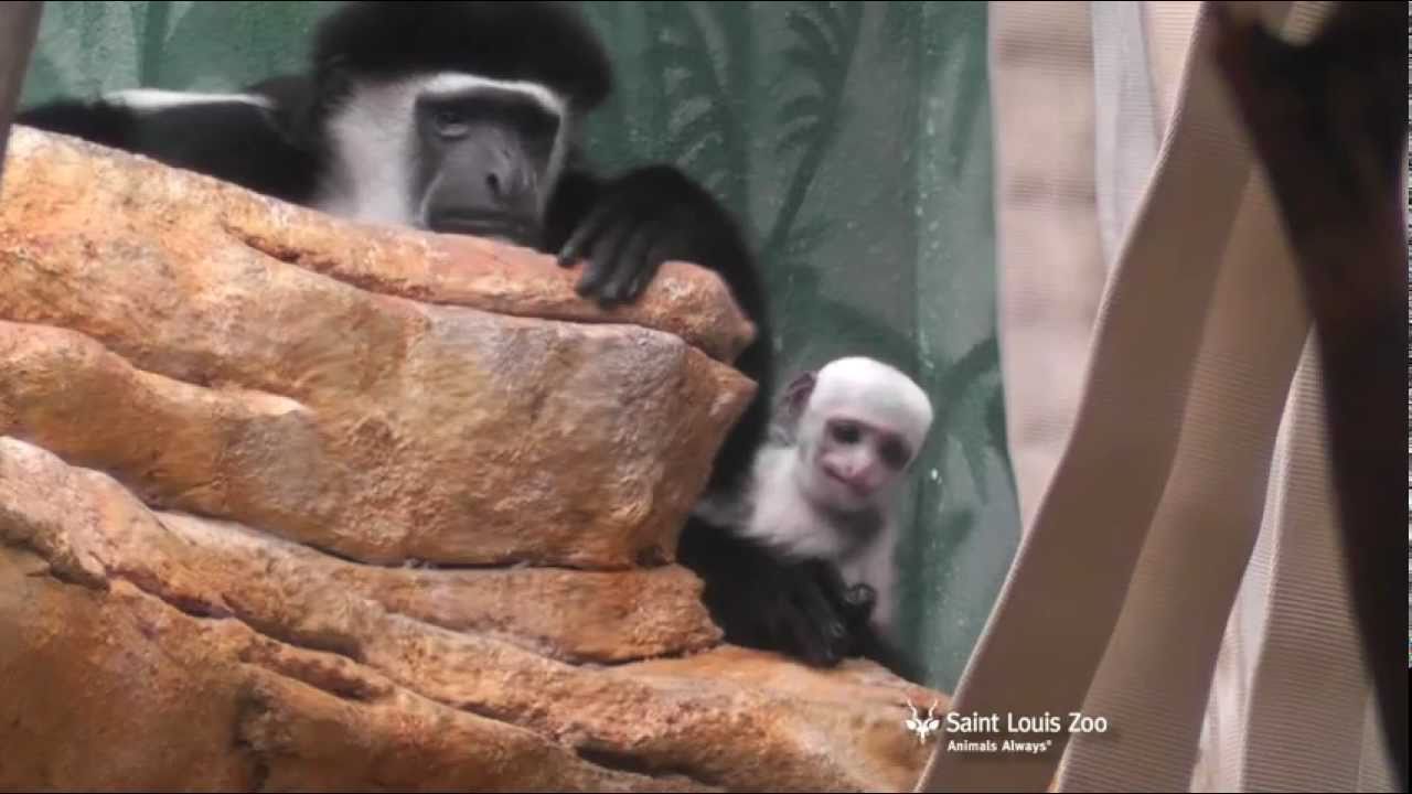 Colobus monkey infant at Saint Louis Zoo - YouTube