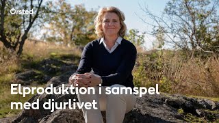 Så tar vi på Ørsted hänsyn till djurlivet när vi bygger vindkraft