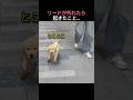 リードが外れたら起きたこと...ep1