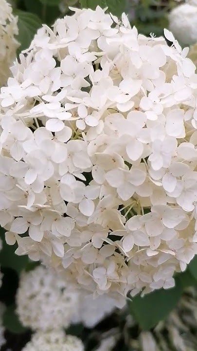 Мега крутая бункерная кормушка для курей. #бункерная_кормушка_для_курей ...