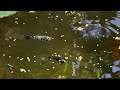 Cute Animals ornamental fish koi fish Koki fish catfish betta fish Aligator Animals Videos