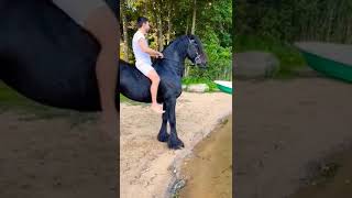 Friesian stallion / power of beauty / Friesian beauty #horse