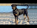 Rotticorso: A Comprehensive Guide to the Rottweiler and Cane Corso Mix