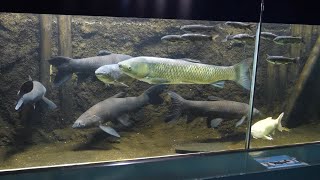 巨大なソウギョ・アオウオ水槽 / Huge grass carp and black carp aquarium