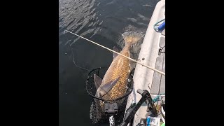 A fish of a lifetime! Inshore fishing in Tampa Bay back country.