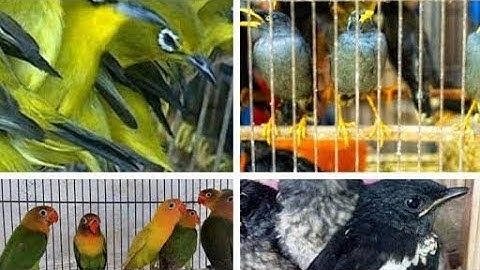 GUDANGNYA BURUNG2 ISTIMEWA/ABS KICAU/JATIBARANG PABRIK GULA2025