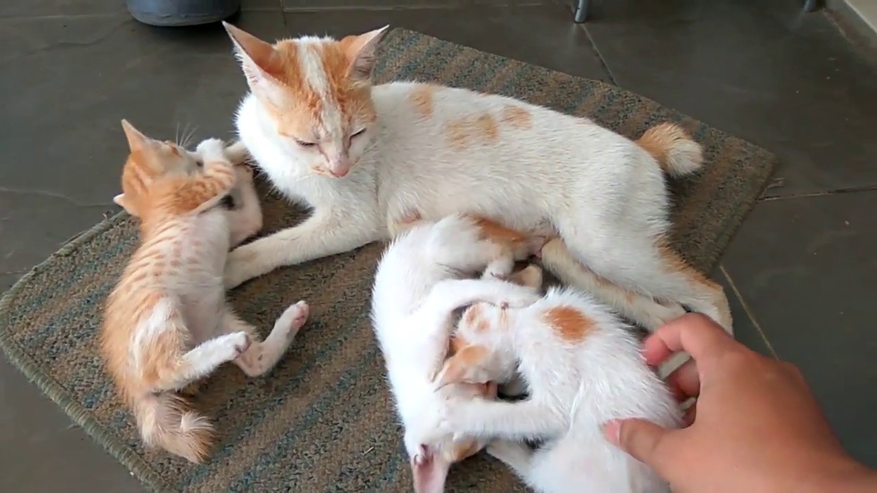 Gemes Video Kucing Lucu Bikin Gemes Anak Kucing Lucu Youtube