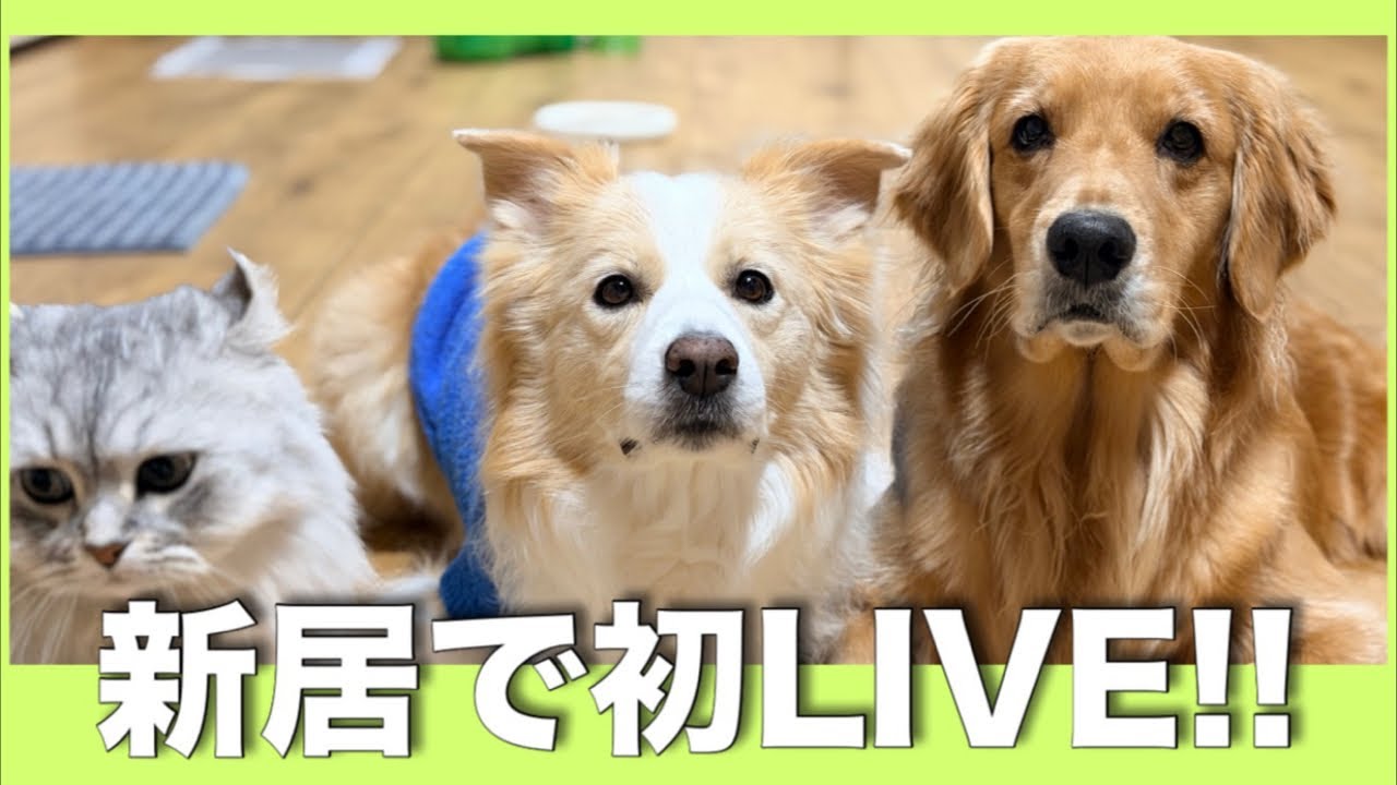引っ越した古民家から初めてのライブ!!【ボーダーコリー・ゴールデン