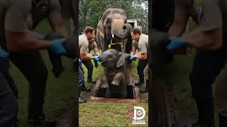 Baby Elephant Rescued from Storm Drain! 😭🐘