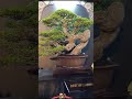 Bonsai Sianci Best In Show Piala Presiden Surabaya..