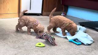 Wren and Wilcott playing - 5 week old English Goldendoodle puppies