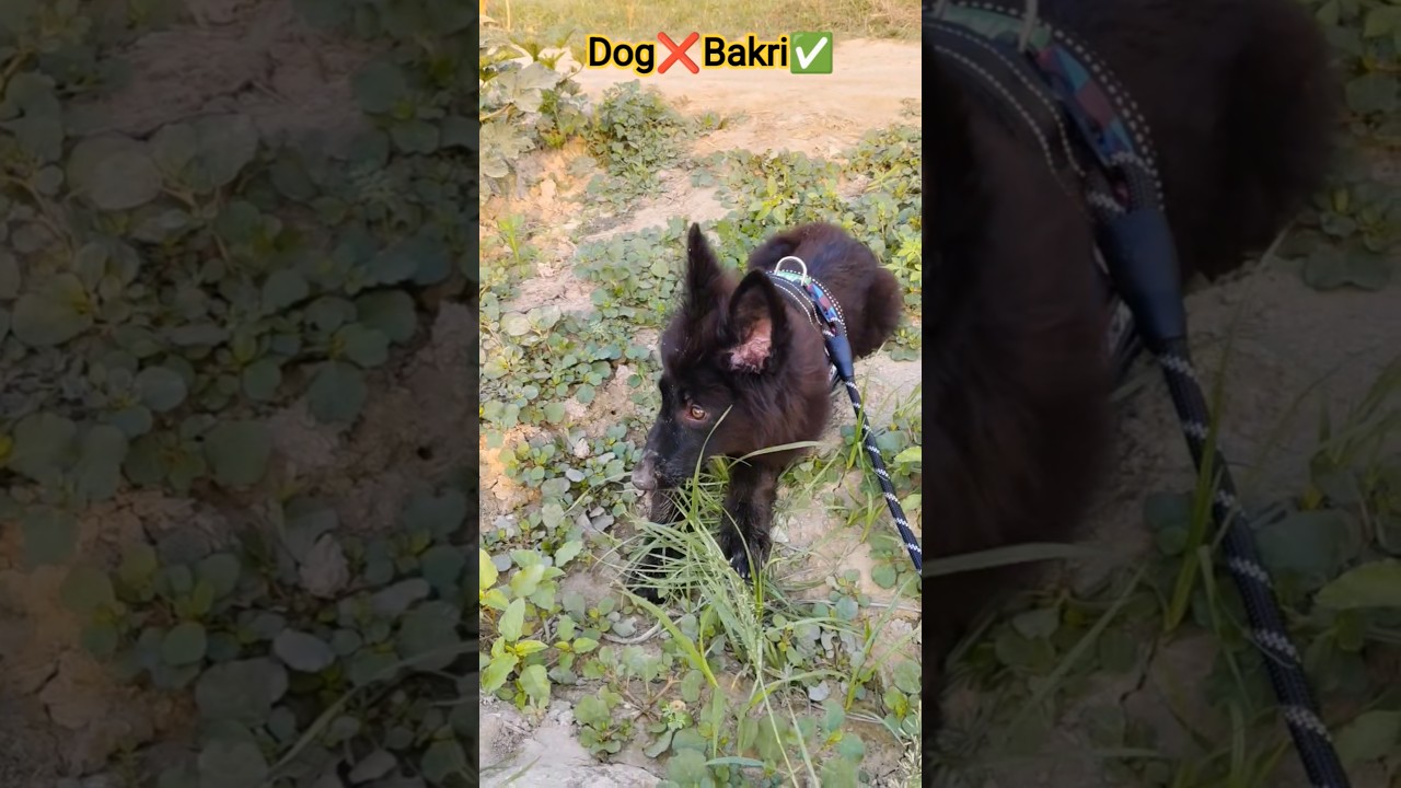 shera bn gya bakri🤭🤣😉#shorts #shortvideo #germanshepheard #doglove #pets #gsd #shera #trending