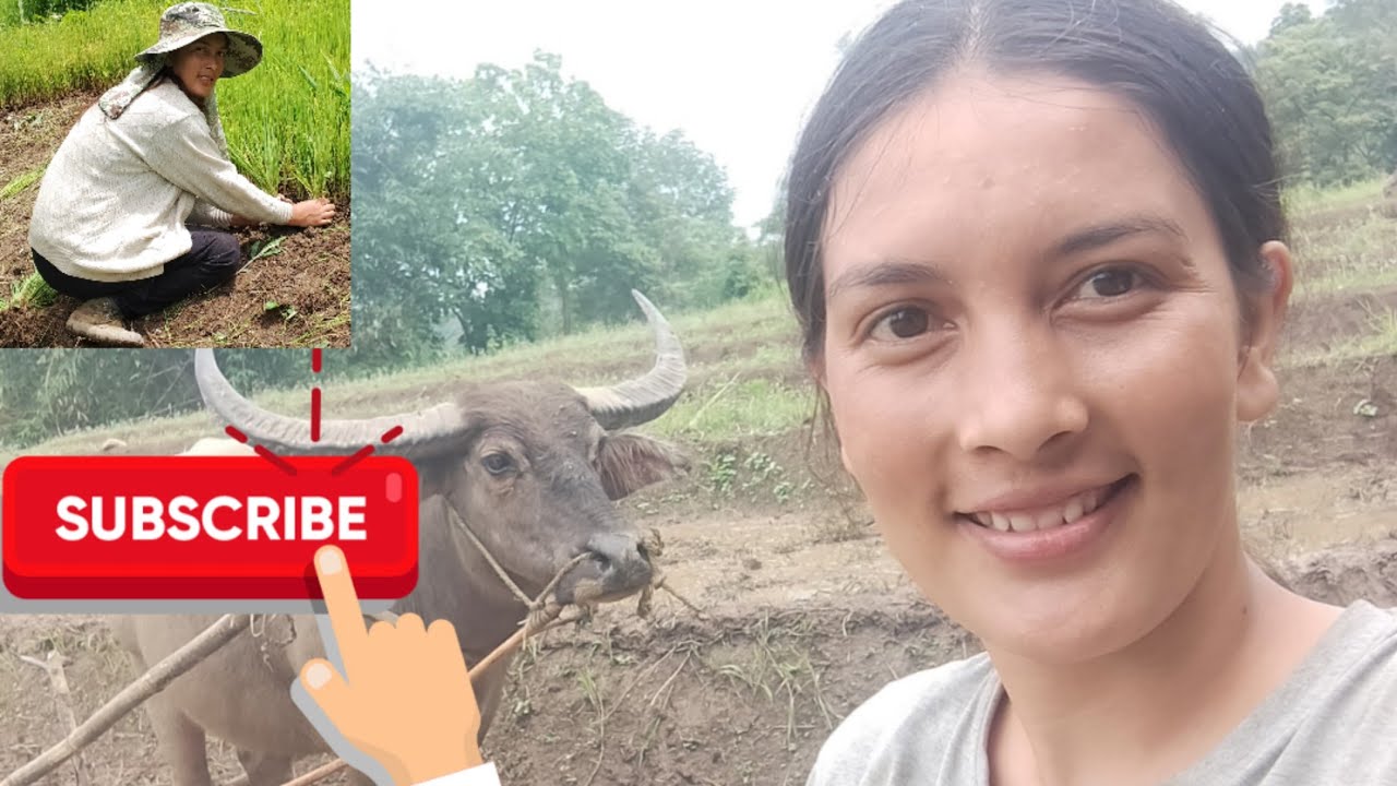 working-in-paddy-field-youtube