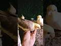 Adorable cockatiel singing 🐦🥰 #shorts #cockatiel #yellowcockatiel48