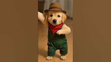 Dancing Farmer Puppy Baz - Cute Dog Shows Off Dance Moves