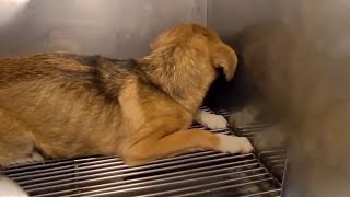 Imprisoned In An Animal Shelter For Money She Gets Scared Becomes Depressed Because Neglected