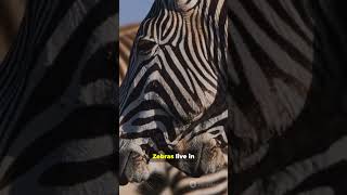 #zebra #ytshorts #animals #viral #wildlife #facts #trending #shorts#knowledge #information #africa