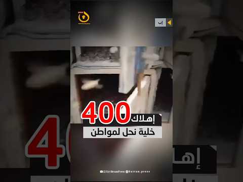 هلاك 400 خلية نحل لمواطن في القفر بإب بعد رشها بالسموم من قبل مجهولين