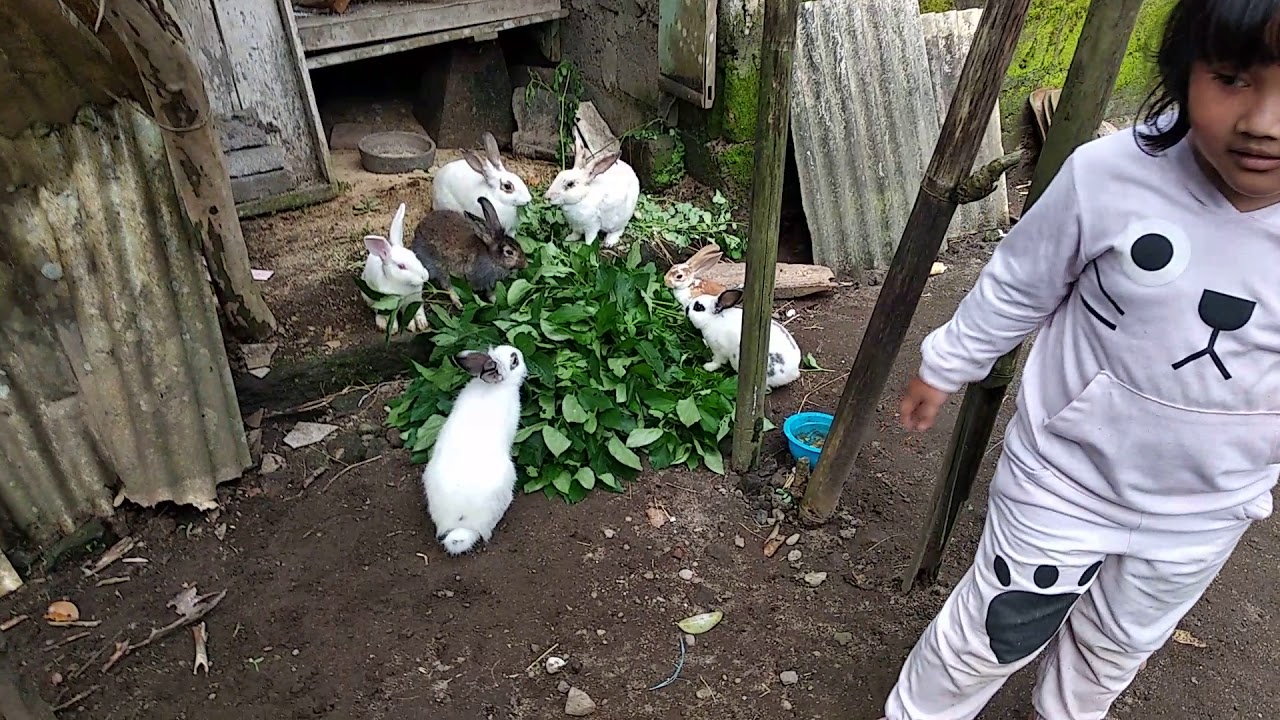 Ternak Kelinci Umbaran Suka Rumput Cipika Cipiki Youtube