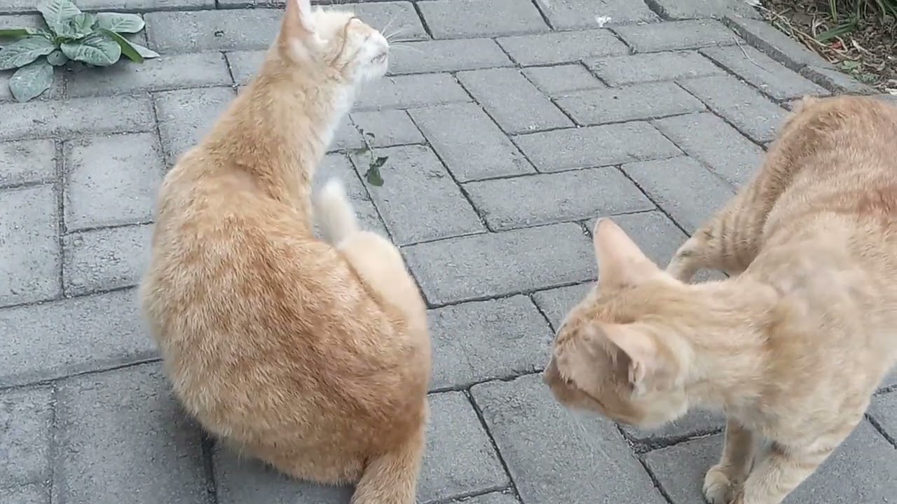 Street cat activities
