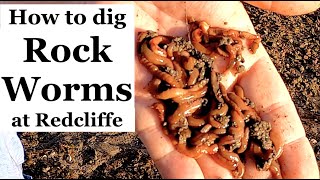How to Dig Rock Worms at Redcliffe - Whiting fishing