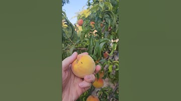 The peaches are FINALLY ready! - Harvesting a Bountiful Peach Tree