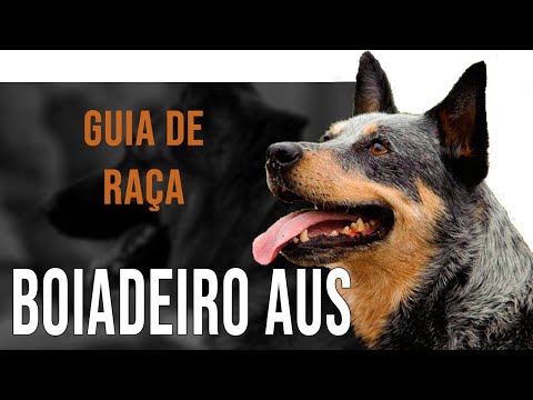 Vídeo: Diferença Entre Pastor Australiano E Cachorro De Gado Australiano