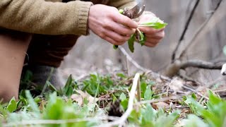 The Forager’s Challenge: Can You Survive a Year on Only Foraged Food? #waow #ashland