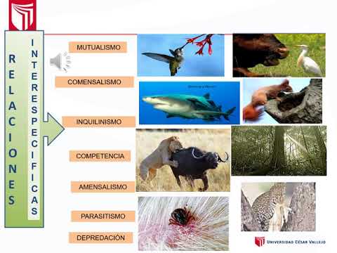 Ecosistemas