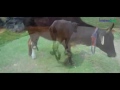 Dr tapesh mathur innovates and installs krishnalimb to amputee cows  animals