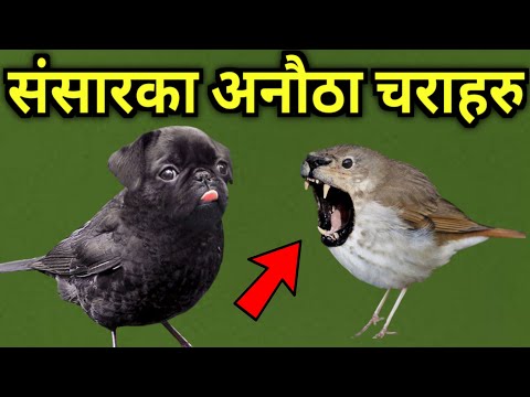 संसारका अति दुर्लभ र सुन्दर चराहरु || Endangered Birds in the world || Rare Birds in the World