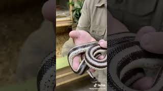 Famous #reptiles #wild #discovery (1) Profile