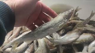 видео: Сухой посол Корюшки. Вкусно,быстро и главное в 3 раза дешевле магазинной! картинка: Сухой посол Корюшки. Вкусно,быстро и главное в 3 раза дешевле магазинной!