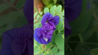 Sankapushpa Flower Bloom 🌸 | Beautiful Blue Butterfly Pea Flower #shorts #nature #trendingshorts
