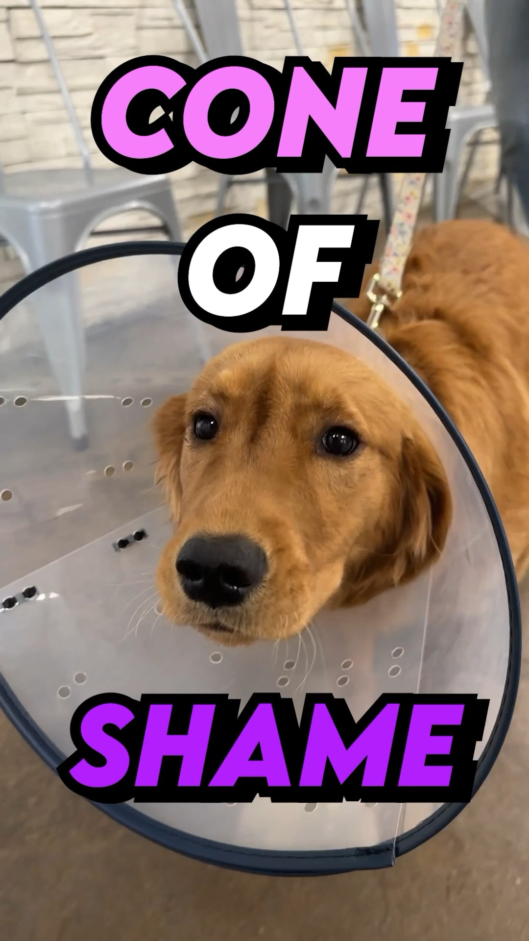 The Cone of Shame…