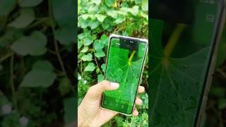 📱 Realme 14 Pro Plus 5G Review 🔥 Camera best