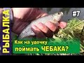 Рыбалка в Сибири в тайге на реке. Ловля чебака на поплавочную удочку. Белый камень, Кара-Чумыш