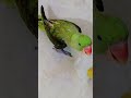 ❤️ #song #hindisong #bollywood #bollywoodsongs #parrot #music #birds