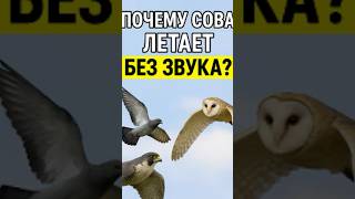 Почему совы летают бесшумно? Сравнение с голубем и сапсаном 🦉🕊️ #сова #природа #животные #факты