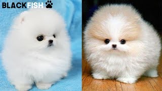 THE SMALL PUPPY OF THE WORLD! Teacup Pomeranian