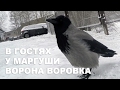 Ворона Воровка в Гостях у Маргуши