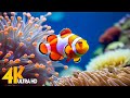 Aquarium 4K VIDEO (ULTRA HD) - Beautiful Coral Reef Fish - Sleep Relaxing Meditation Music