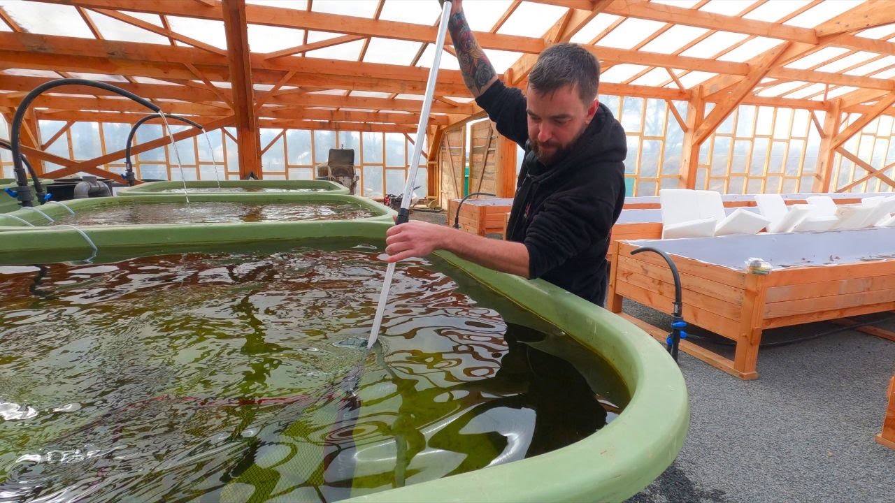 Ep 79. Arrivée Des Premiers Poissons Dans La Serre Pour le Restaurant !