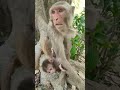Monkey baby with mothershortsloveyoutube