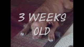 Sasha The Pitbull Parvo Survivor Beat By Intalek Uno