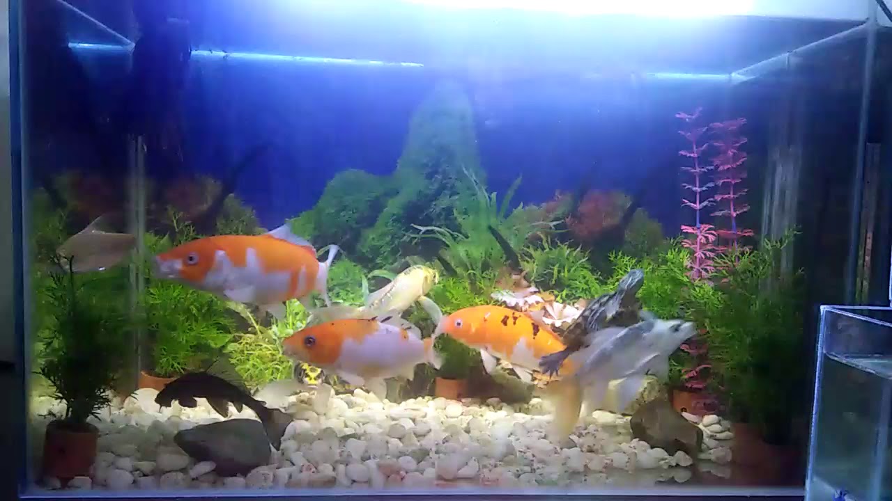 Ikan koi dan kura2 masuk rumah  baru aquarium  YouTube