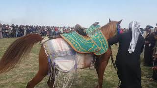 مهرجان الخيول في محافظه الكوت النعمانيه لاجمل جسوه الخيول العربية الأصيلة شباب ادعمو هاذ الرابط👇