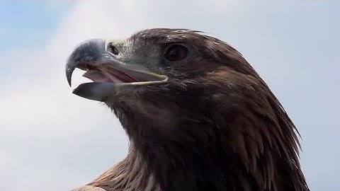 Golden Eagle Close-up Stock Video