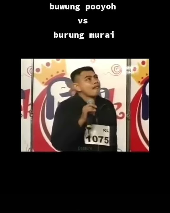 Buwung puyuh VS Burung Murai || Vidio kocak || Vidio lucu