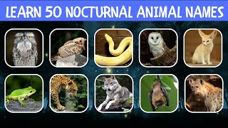 Nocturnal Animals Animals Active At Night Jaguar, Leopard, Hyena, Coyote, Fox, Bat Aster Buds